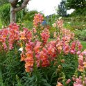 Antirrhinum majus 'Liberty Bronze' (3)